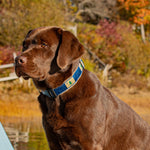 1.25” Ribbon Dog Collar – 1820/1901 Maine Flag Thumbnail
