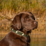 1.25” Ribbon Dog Collar – Maine Silhouette Thumbnail