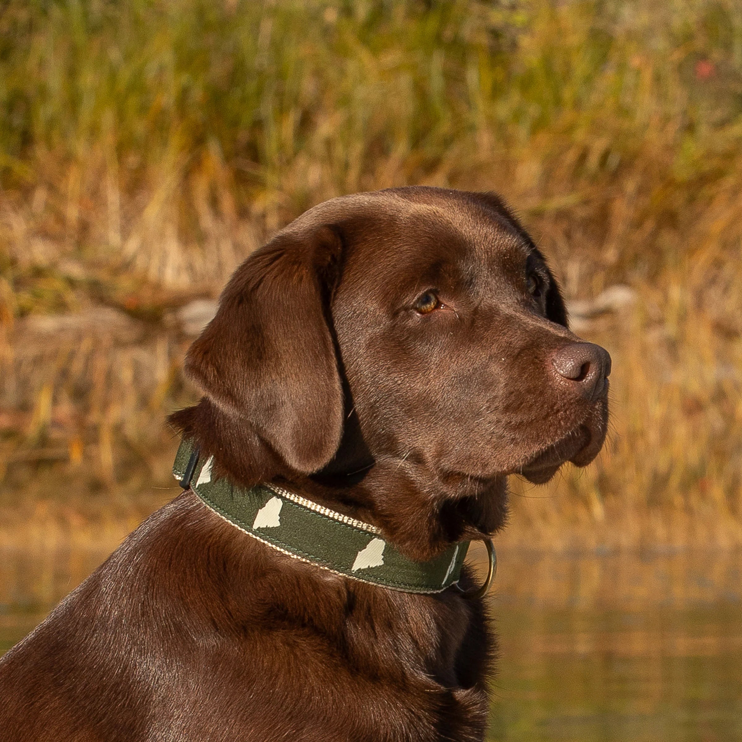1.25” Ribbon Dog Collar – Maine Silhouette