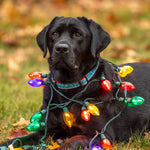 1” Ribbon Dog Collar – Xmas Lights Thumbnail