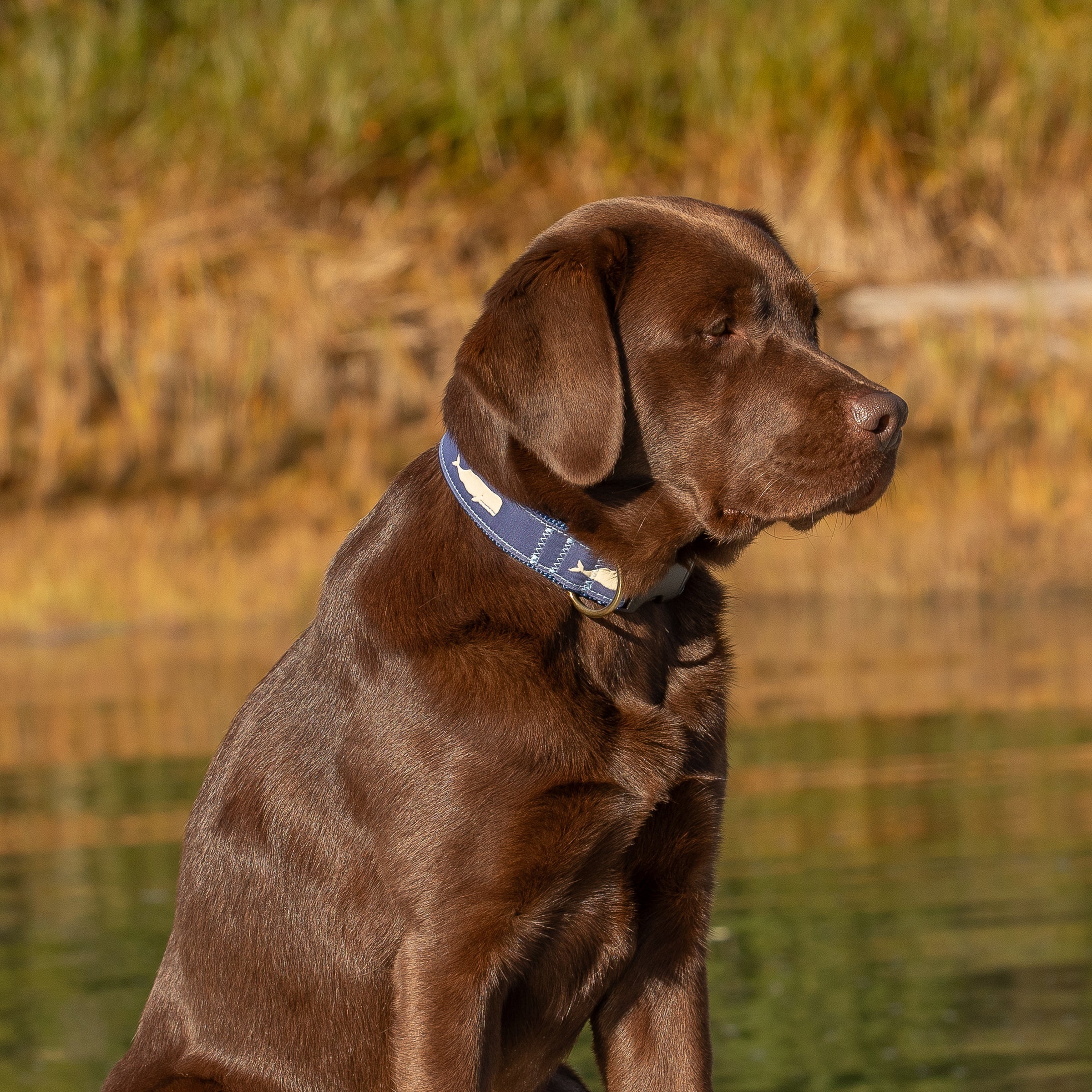 1.25” Ribbon Dog Collar – Moby Whale,  Blue