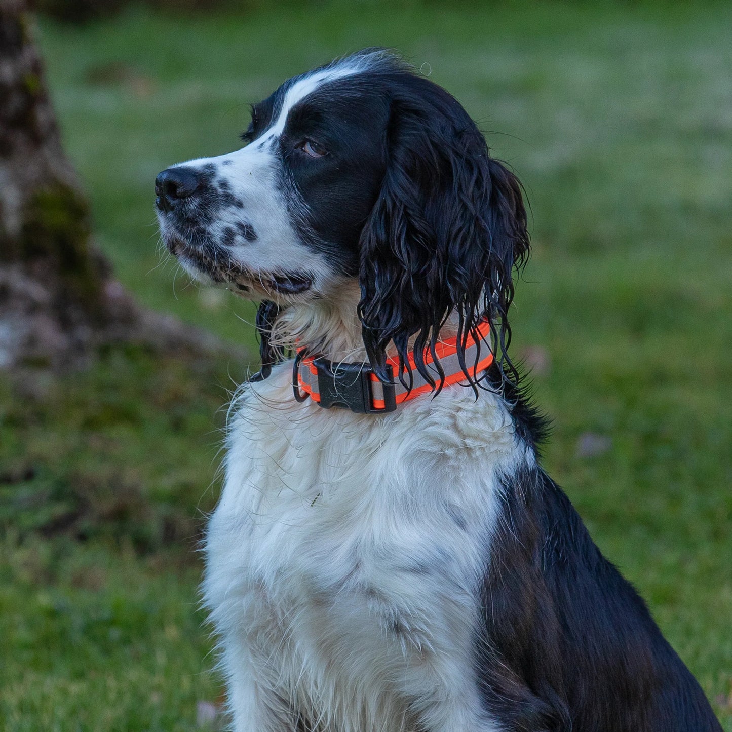 1” Dog Collar – Reflective Mudproof Biothane