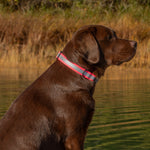 1” Dog Collar – Reflective Mudproof Biothane Thumbnail