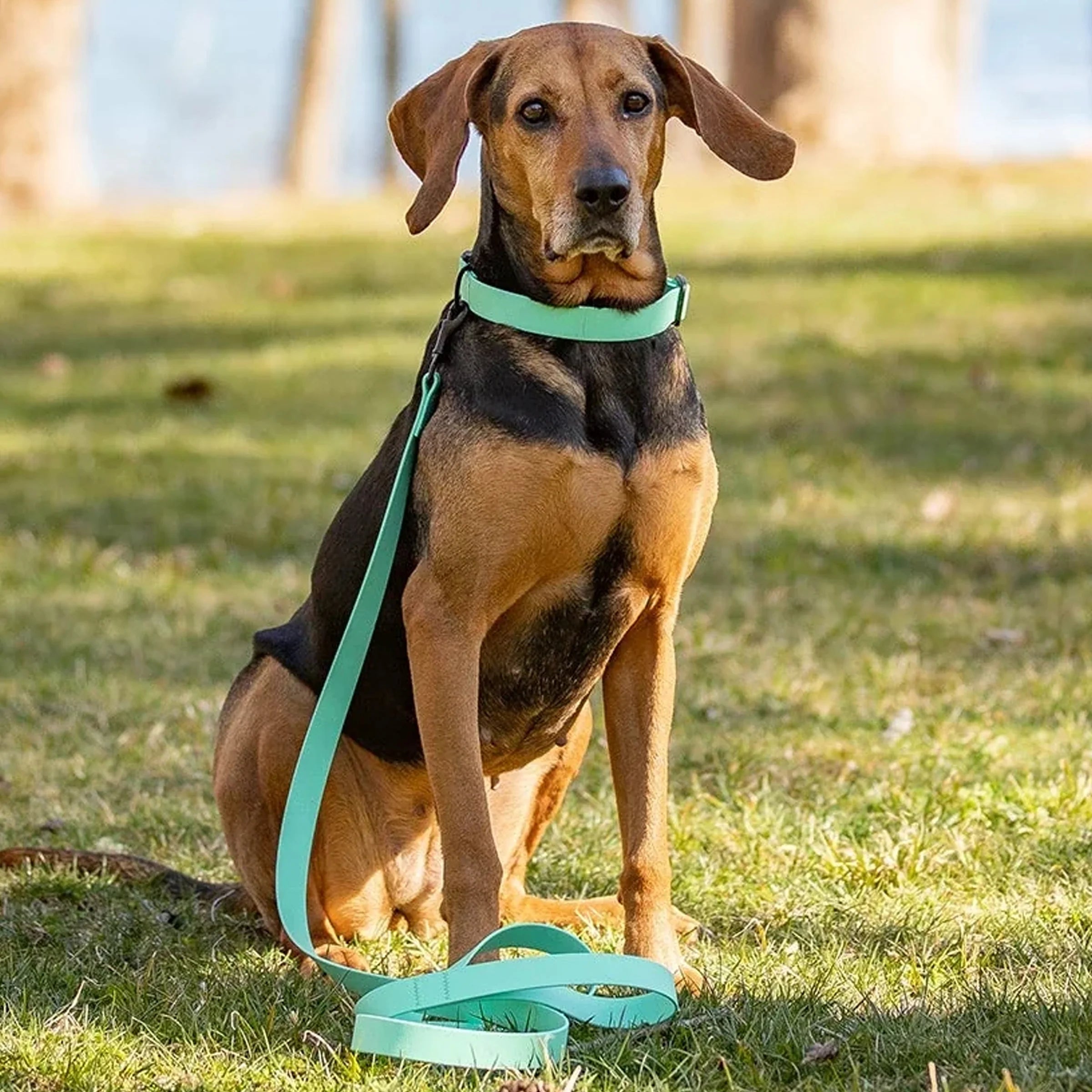 1" x 6ft Mudproof Biothane Dog Leashes