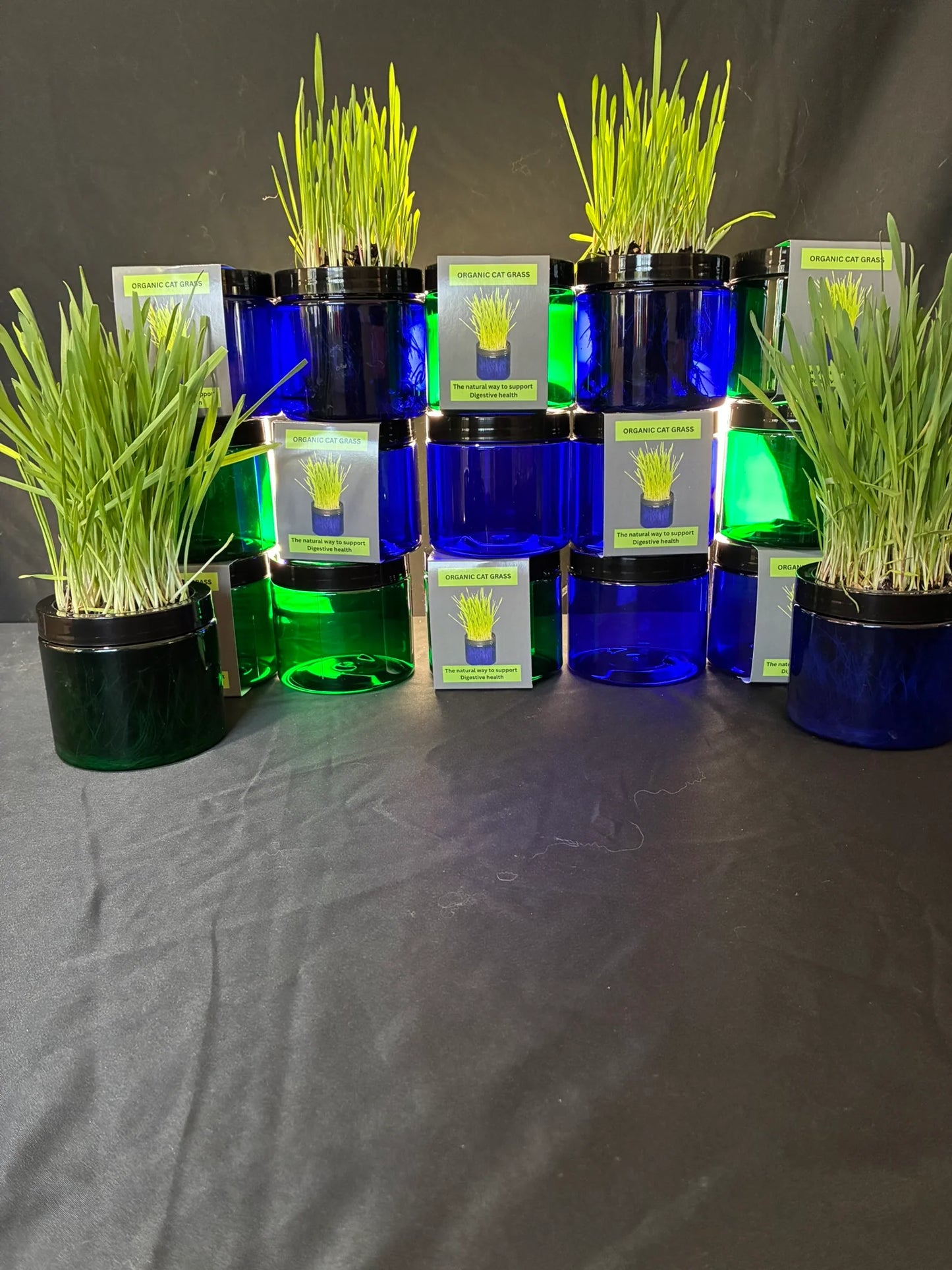Cat grass in blue and green containers
