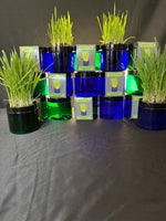 Cat grass in blue and green containers Thumbnail