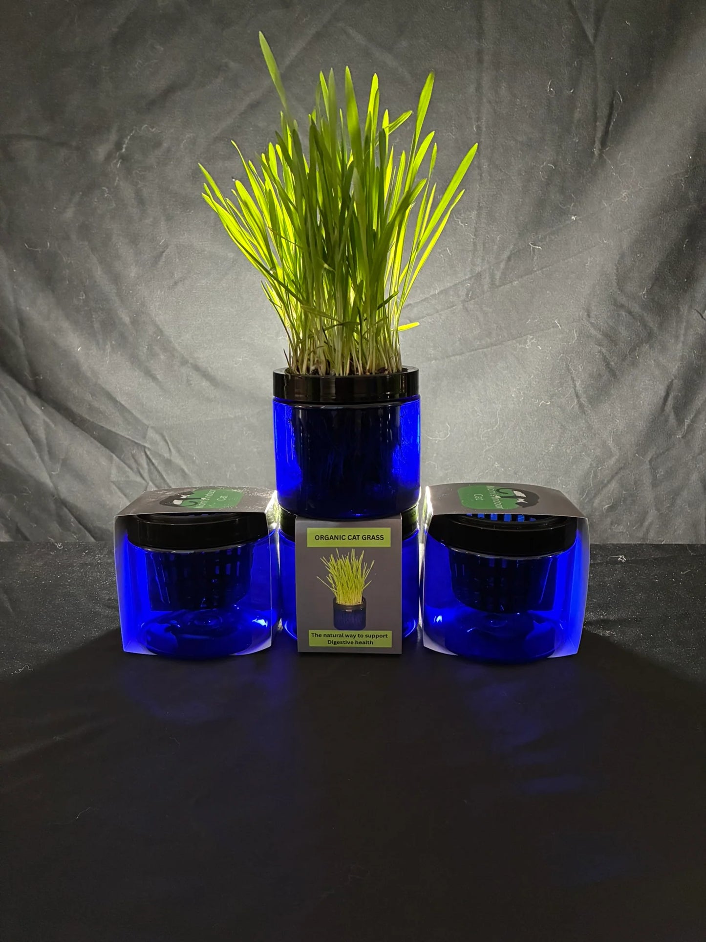 Contemporary Organic Cat Grass Garden - 2 Colors
