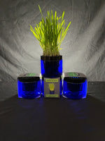 Contemporary Organic Cat Grass Garden - 2 Colors Thumbnail