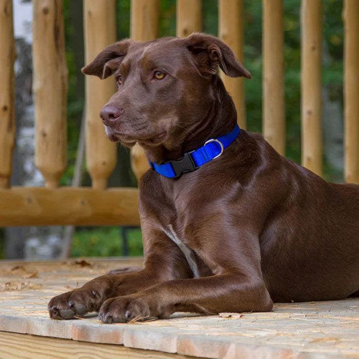 1” Nylon Dog Collar - 12"-20"