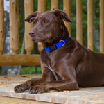 1” Nylon Dog Collar - 12