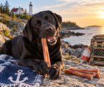 CLEARANCE - Odorless Bully Sticks - Medium - 12