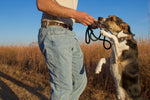 1” Ribbon Dog Collar – Parks & Rec. Thumbnail