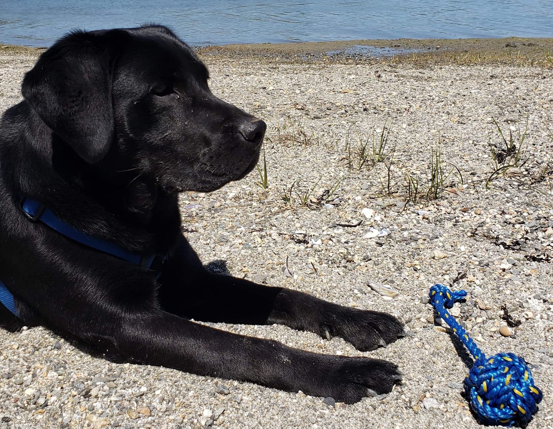 Dog Tug Toy - Lobster Line