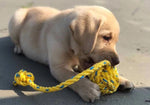 Dog Tug Toy - Lobster Line Thumbnail