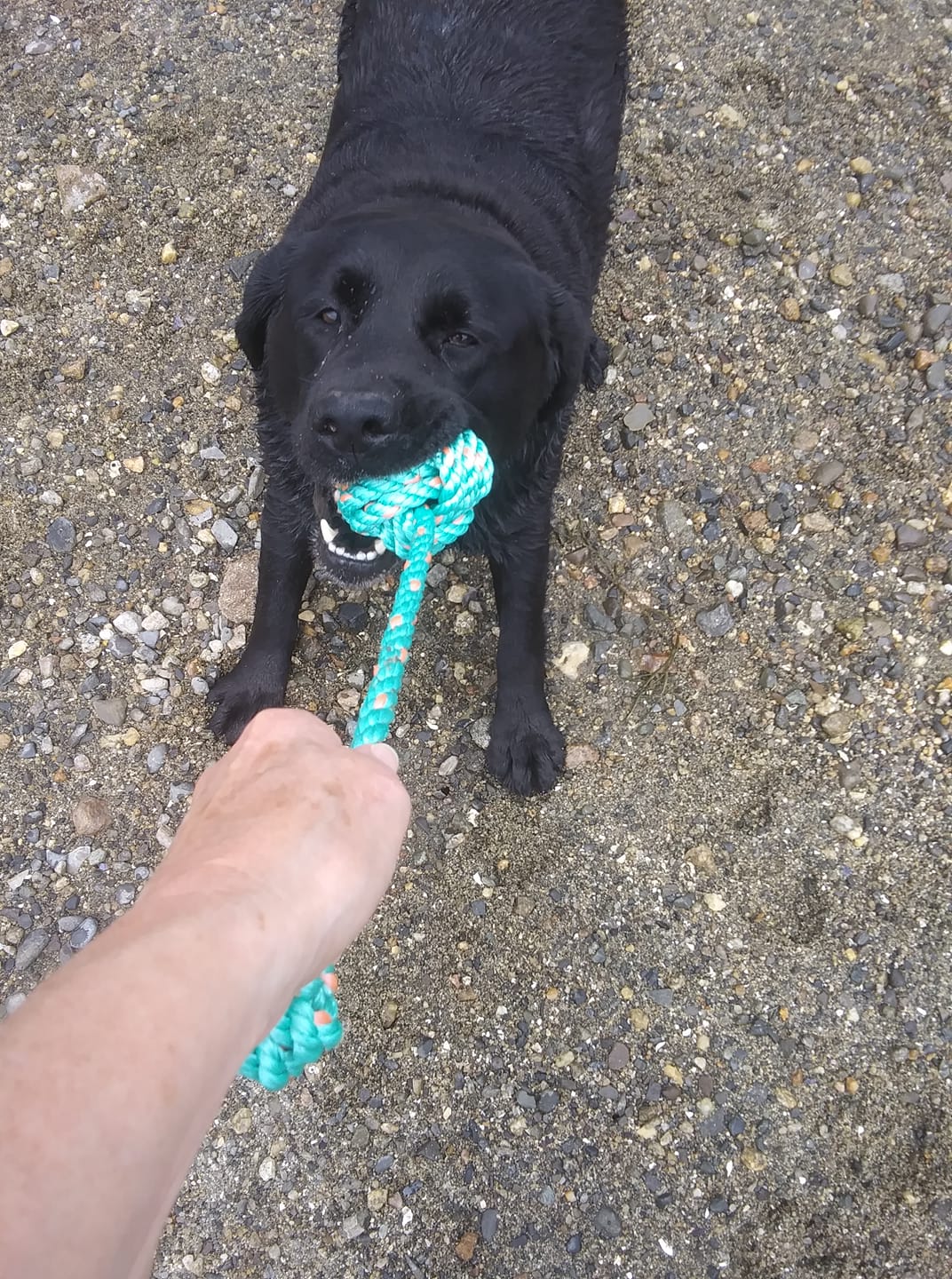 Dog Tug Toy - Lobster Line