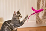 Feather Wand Thumbnail