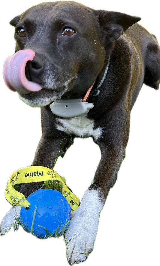 Dog Fetch Toy - Floating Ball with Loop - Made in USA