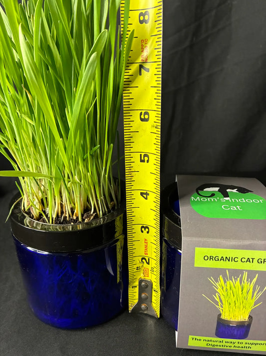 Contemporary Organic Cat Grass Garden - 2 Colors