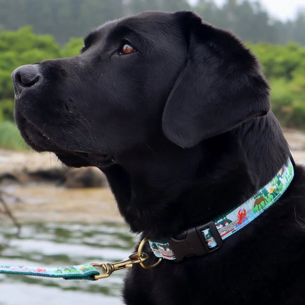 1” Ribbon Dog Collar – Vacationland