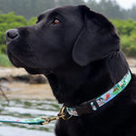 1” Ribbon Dog Collar – Vacationland Thumbnail