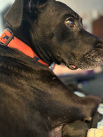 1.25” Ribbon Dog Collar – Labrador Retriever,  Red Thumbnail