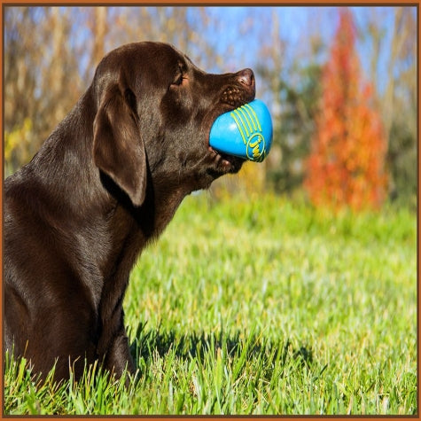 Dog Fetch Toy - iSqueak Ball