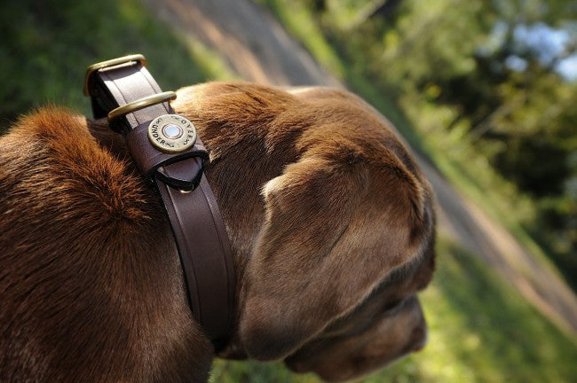 1" Bridle Leather Dog Collar