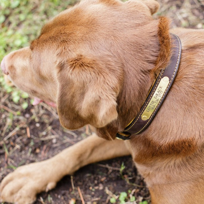 1" Deerskin-Lined Leather Dog Collar