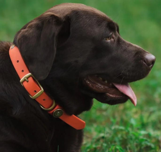 1" Mudproof Dog Collar - Orange