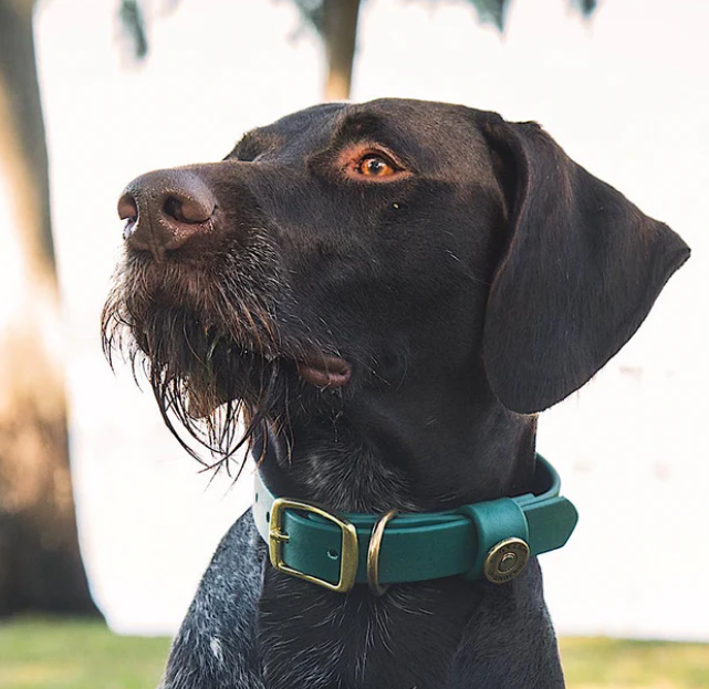 1" Mudproof Dog Collar - Dark Green
