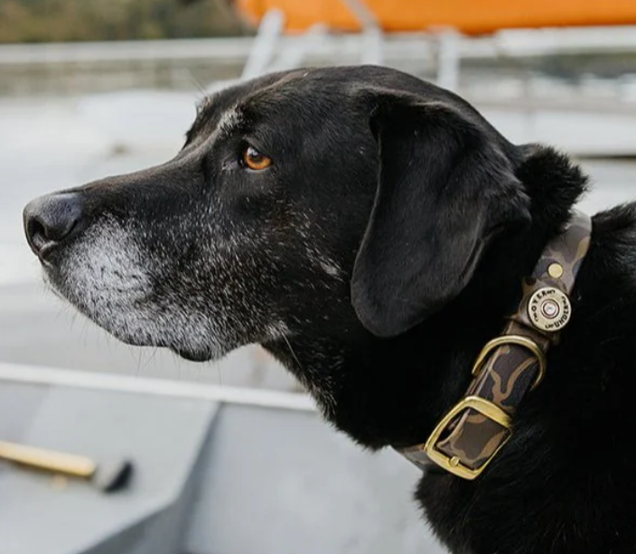 1" Mudproof Dog Collar - Duck Camo