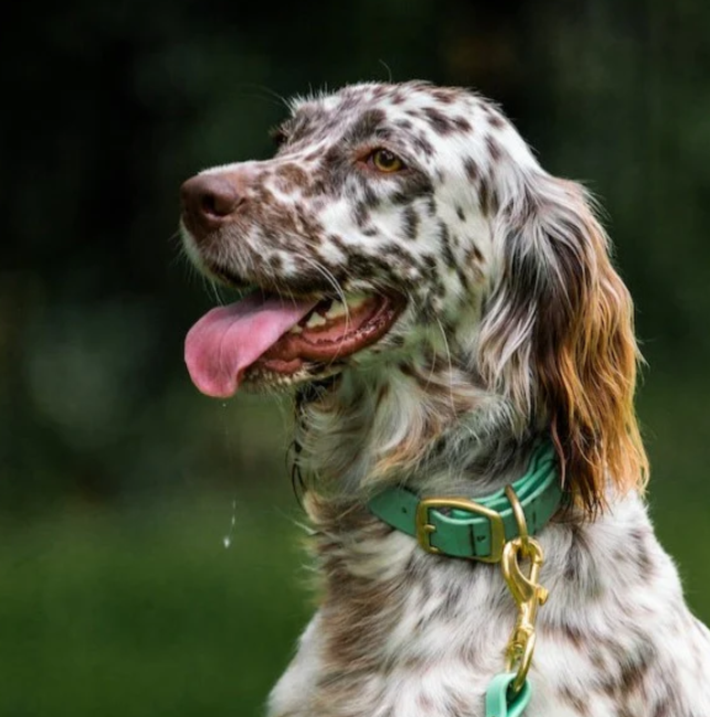 1" Mudproof Dog Collar - Mint Green