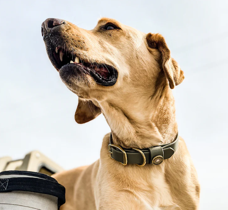 1" Mudproof Dog Collar - Olive Green