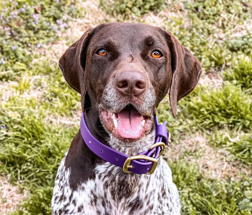 1" Mudproof Dog Collar - Purple
