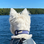 1” Ribbon Dog Collar – Moby Whale,  Blue Thumbnail
