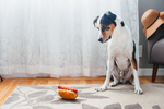Stuffed Dog Toy - Crinkle Hot Dog Thumbnail
