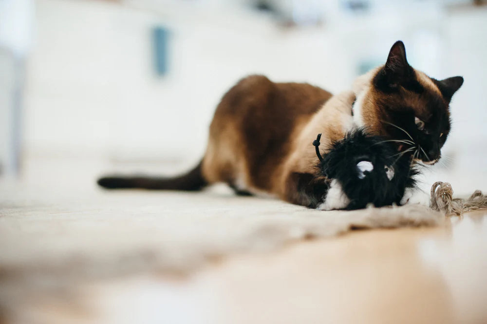 Frisky Furball