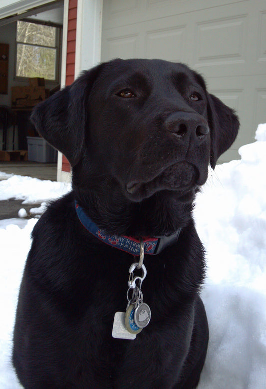 Dog Collar Tag Clip