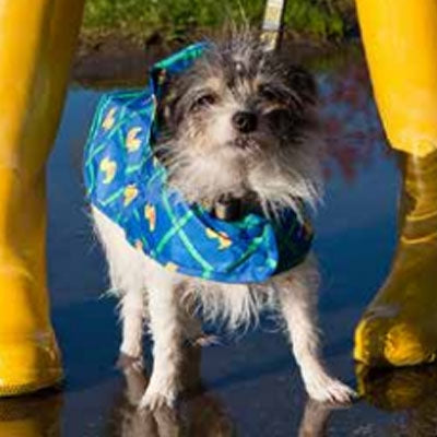 Dog Poncho - Rubber Ducky