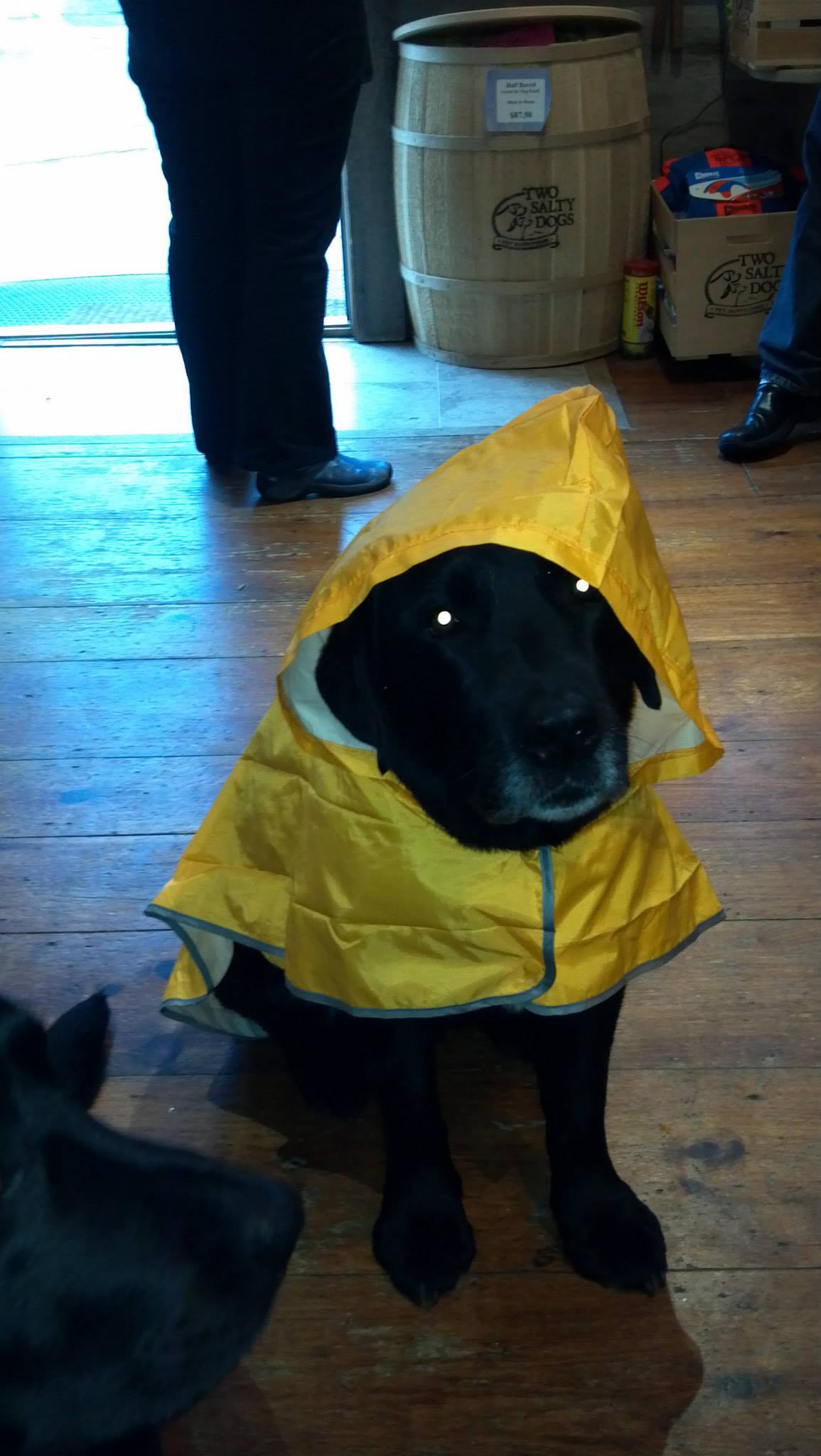Dog Poncho - Yellow