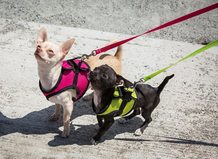 Step In Dog Harness - Cirque