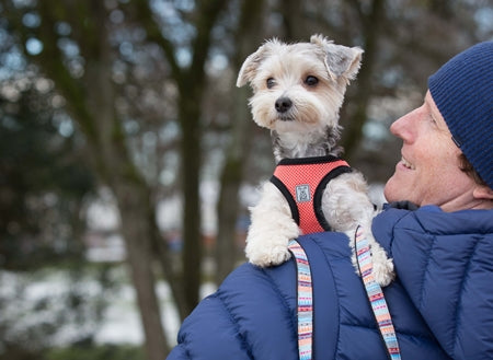 Step In Dog Harness - Cirque