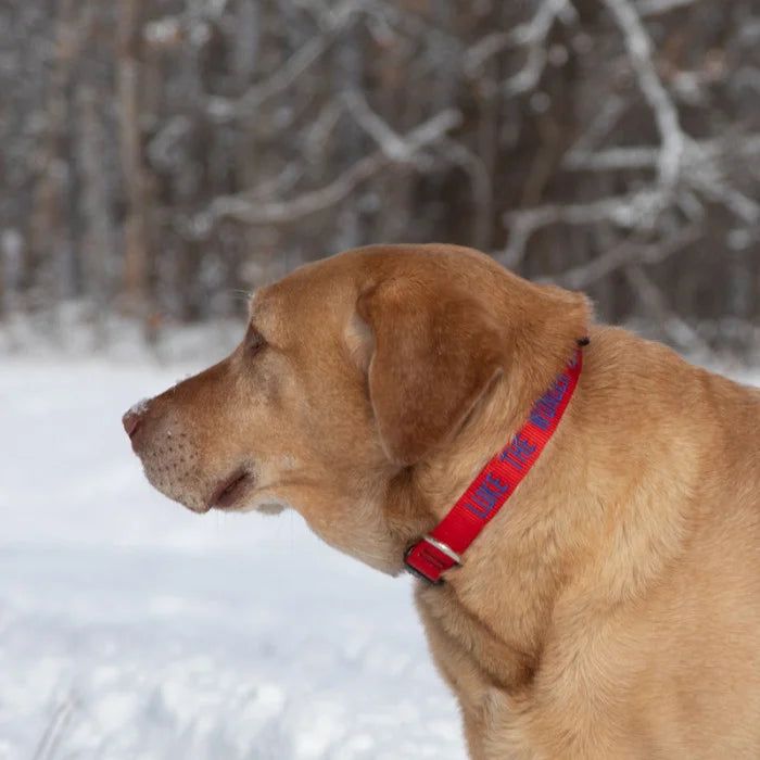 1” Nylon Dog Collar - 12"-20"