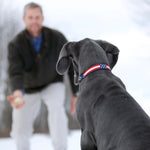 1” Ribbon Dog Collar – Retro US Flag Thumbnail