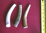 Whole Elk Antler Chew - ea. Thumbnail
