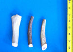 Whole Elk Antler Chew - ea. Thumbnail
