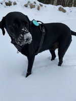 Utility Dog Harness Thumbnail