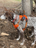 Utility Dog Harness Thumbnail