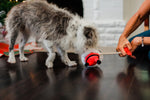 Stuffed Dog Toy - Clumsy Claus Thumbnail