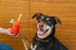 Stuffed Dog Toy - Plush Bloody Mary Thumbnail